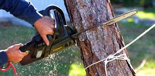 Best Emergency Tree Removal Services  in USA